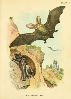 LONG EARED BAT