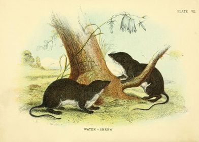 WATER SHREW