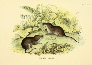 COMMON SHREW