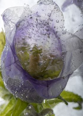 Pink campanula in ice 4