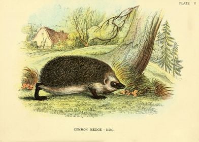 COMMON HEDGE HOG