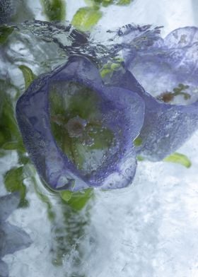 Pink campanula in ice 3