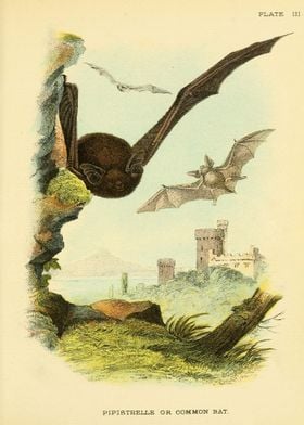 PIPISTRELLE OR COMMON BAT