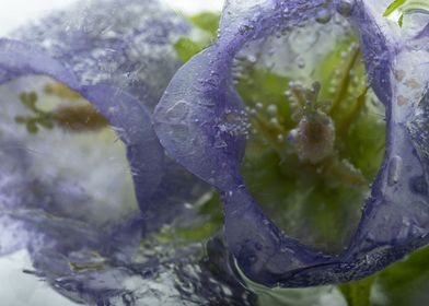 Pink campanula in ice 2