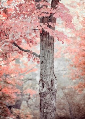 Blush Pink Maple Tree