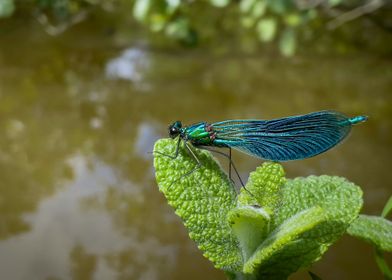 Dragonfly