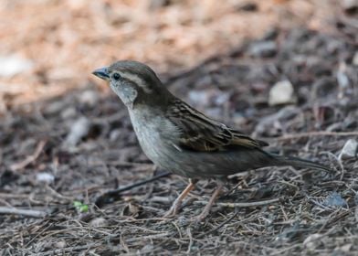 sparrow in the garden