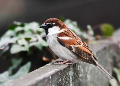 sparrow in the garden