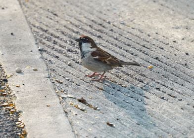 sparrow in the garden