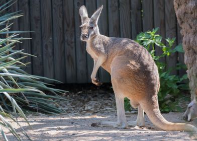 red kangaroo in the farm