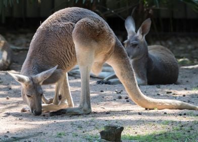 red kangaroo in the farm