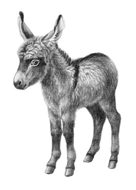 Donkey foal G21 012