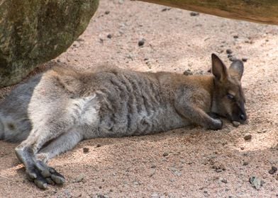 red kangaroo in the farm