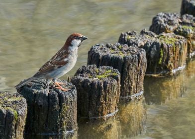 sparrow in the garden