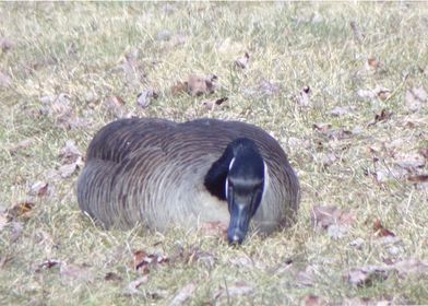 Canadian Geese