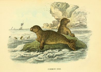 COMMON SEAL