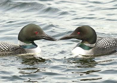 Loon lovers