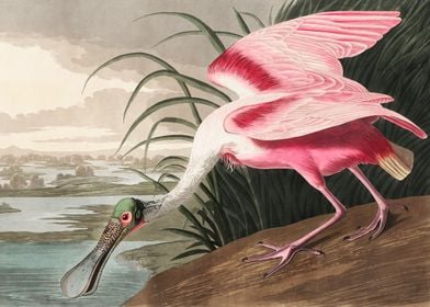 Roseate Spoonbill 