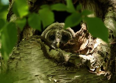 Baby owl treehouse