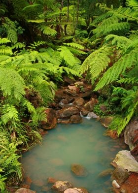 Ferns and small pond