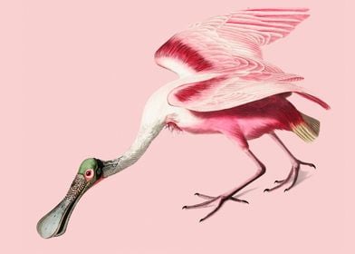 Pink Roseate Spoonbill