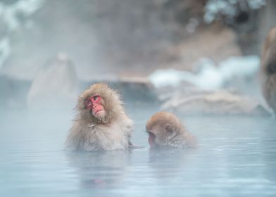 Monkey at bath