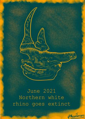 Northern white rhino 