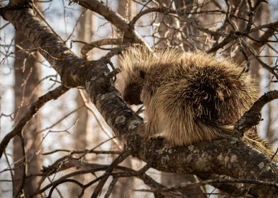Porcupine on Tree Branch