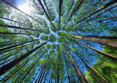 Trees in the Forest Nature