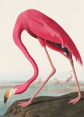 Flamingo from Birds 