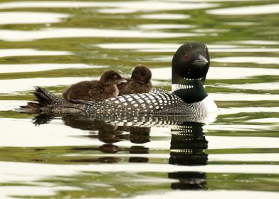 Mom and her twin chicks