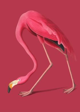 Pink Flamingo