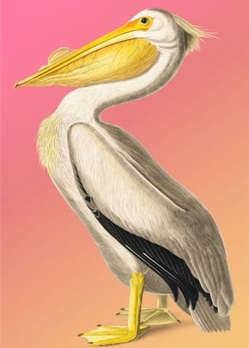 White Pelican