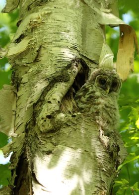 Baby owl camo