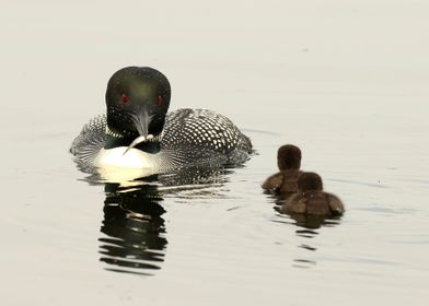 Father loon feeding young