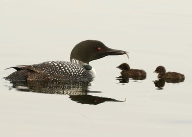 Father loon feeding chicks