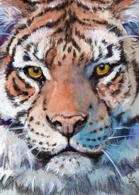 Tiger Portrait G21 013