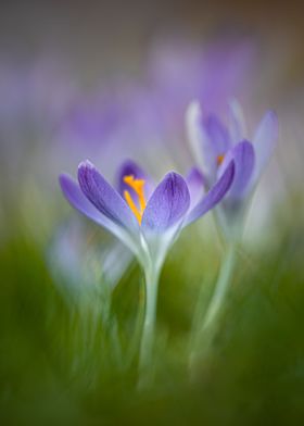 Violet crocus meadow