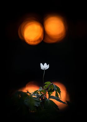 Four suns anemone 