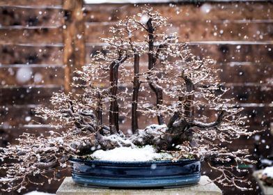 Bonsai and snowflakes 