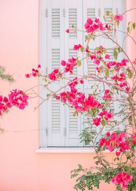 Pink Flowers on Wall