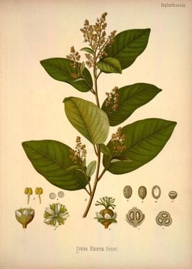 Euphorbiaceae