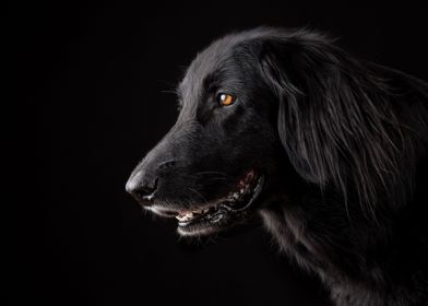Cute Black Dog