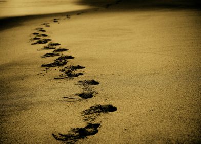 Foot Prints in the Sand 
