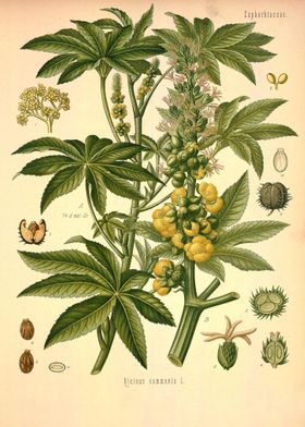 Euphorbiaceae