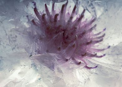 White cornflower in ice 3