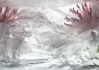 White cornflower in ice 1