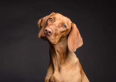 Portrait of a Brown Dog
