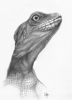 Hypomelanistic Iguana