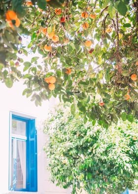 Orange Tree in Greece